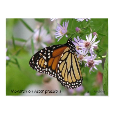 Monarch Butterfly on Asters (Wildflowers) Print by naturegirl7