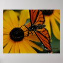 Monarch Butterfly on Black Eyed Susan posters