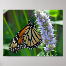 Monarch Butterfly on flower Print