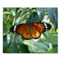 Monarch butterfly on green leaves print