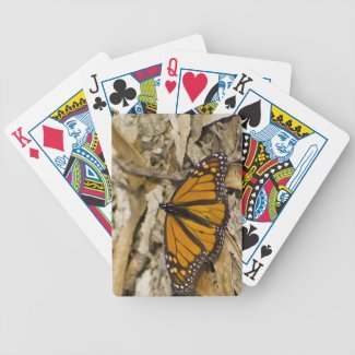 Monarch Butterfly on Ground Card Decks