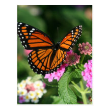 Monarch Butterfly on Lantana Flower Postcard