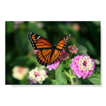 Monarch Butterfly on Lantana Flower Posters
