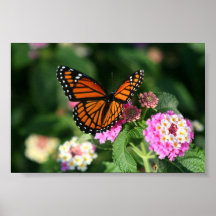 Monarch Butterfly on Lantana Flower Posters
