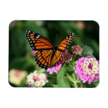 Monarch Butterfly on Lantana Flowers.Magnet