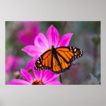Monarch Butterfly on Pink Flower 3 Poster