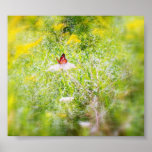 "Monarch Butterfly on Queen Annes Lace" posters