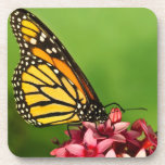 Monarch Butterfly on Red Flowers Photograph Drink Coaster