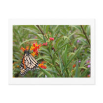 Monarch butterfly on red orange flower plant postcards