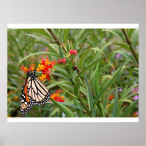 Monarch butterfly on red orange flower plant posters