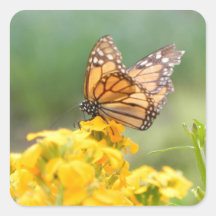Monarch Butterfly on Siberian Wallflowers Sticker