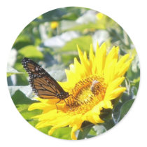Monarch butterfly on sunflower sticker
