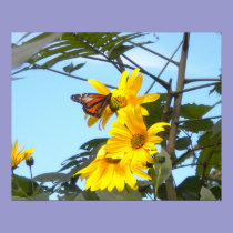 Monarch Butterfly On Sunflowers Poster posters