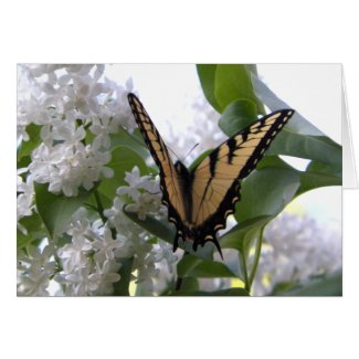 Monarch Butterfly on White Lilac Flower Bush Blank Greeting Cards