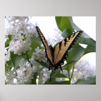 Monarch Butterfly on White Lilac Flower Bush