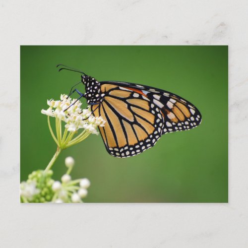 Monarch Butterfly on White Swamp Milkweed Postcard postcard