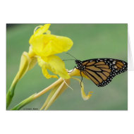 Monarch butterfly on yellow flower simple back card