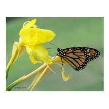 Monarch butterfly on yellow flower simple back postcard