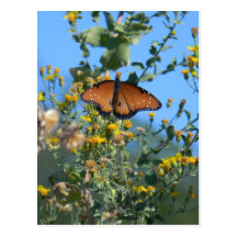 Monarch Butterfly On Yellow Wildflowers Postcards