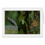 Monarch Butterfly Phases Greeting Card
