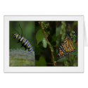 Monarch Butterfly Phases cards