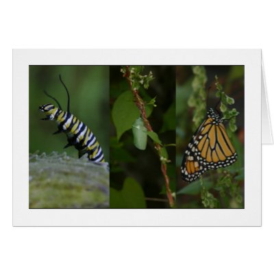 Monarch Butterfly Phases Greeting Card by alberthartley