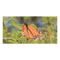 Monarch Butterfly Photo Card photo cards