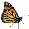 Monarch Butterfly photo sculptures by Katerpillaf Monarch Butterfly photo sculptures