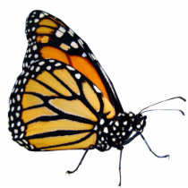 Monarch Butterfly photo sculptures