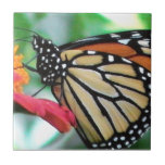 Monarch Butterfly Picture Ceramic Tiles