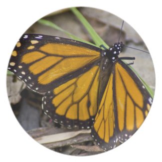 Monarch Butterfly Plate