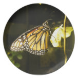 Monarch Butterfly Party Plate
