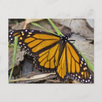 Monarch Butterfly Post Cards