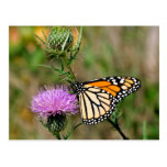 Monarch Butterfly Post Cards