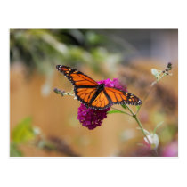 Monarch Butterfly postcards
