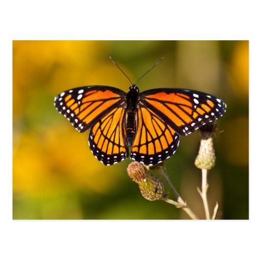 Monarch Butterfly Post Cards