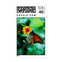 Monarch Butterfly Postage Stamp