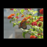 Monarch Butterfly Postcard