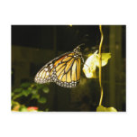 Monarch Butterfly Post Cards