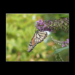 Monarch Butterfly Postcard