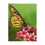 Monarch Butterfly Post Card