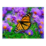 Monarch Butterfly Postcard