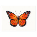 Monarch Butterfly Postcard