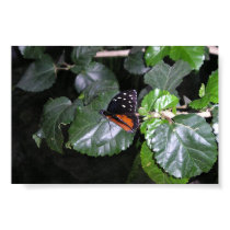 Monarch Butterfly posters by mllestecchino Monarch Butterfly posters