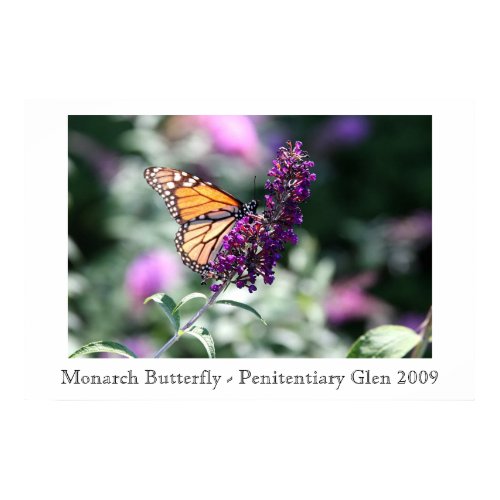 Monarch Butterfly print