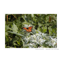 Monarch Butterfly posters by jepler Monarch Butterfly posters