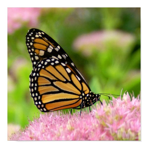Monarch Butterfly print