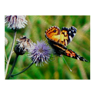 Monarch Butterfly Print by idelisi