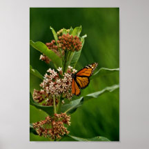 Monarch Butterfly Poster