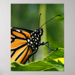 Monarch Butterfly Poster